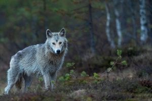 facts about wolves