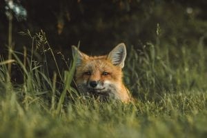 Fox waking up and sniffing the air