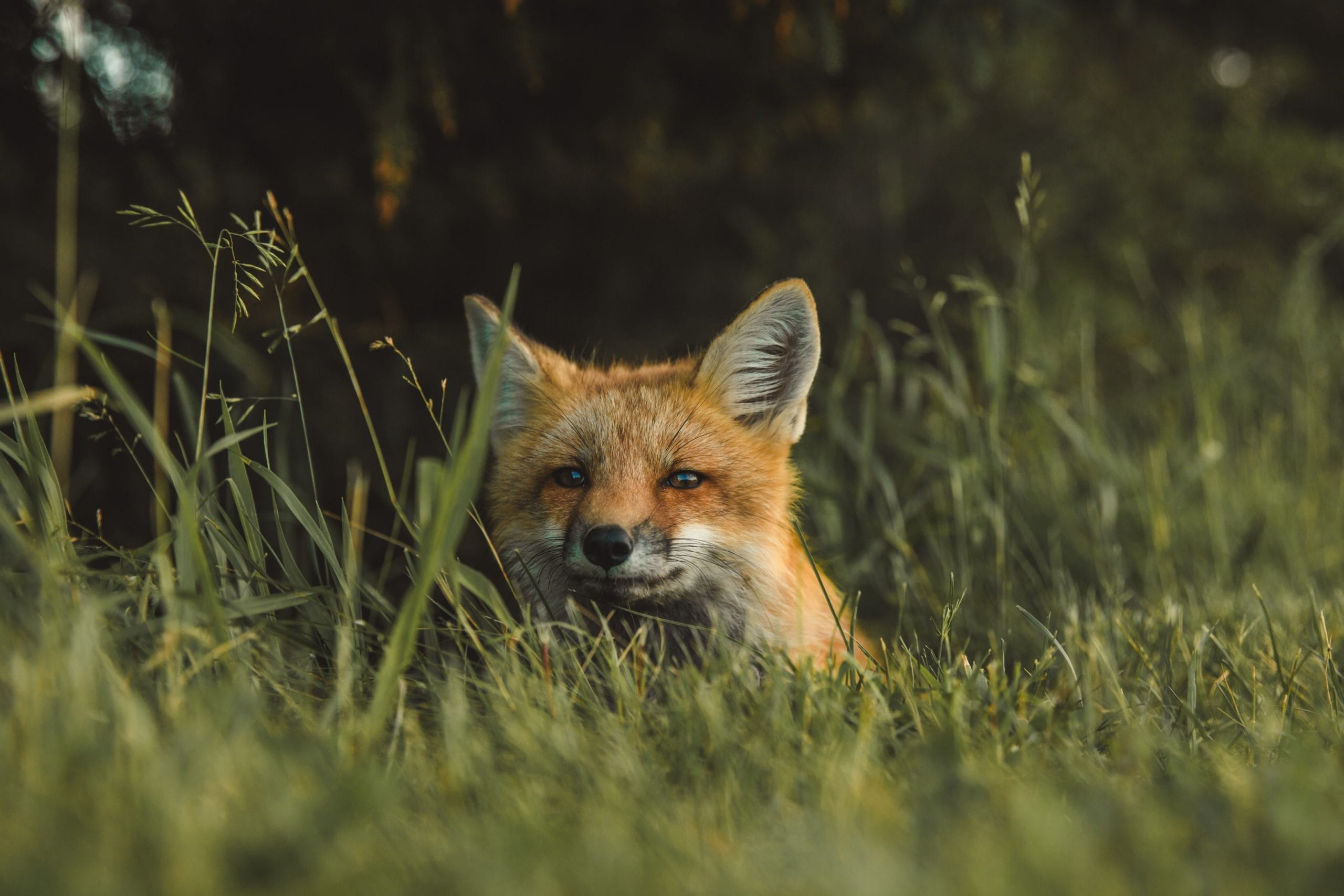 fun facts about foxes