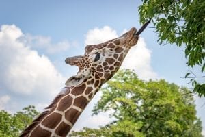 Giraffe with its tongue out