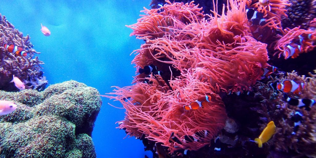 interesting facts about Coral Reefs