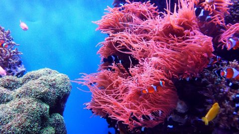 interesting facts about Coral Reefs