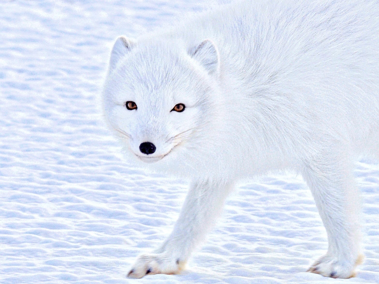 12 Amazing Facts about Arctic Foxes - Facts