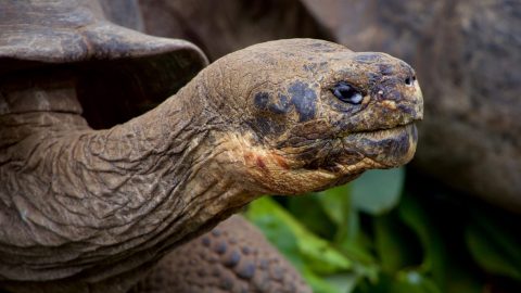 interesting facts about the galapagos tortoises