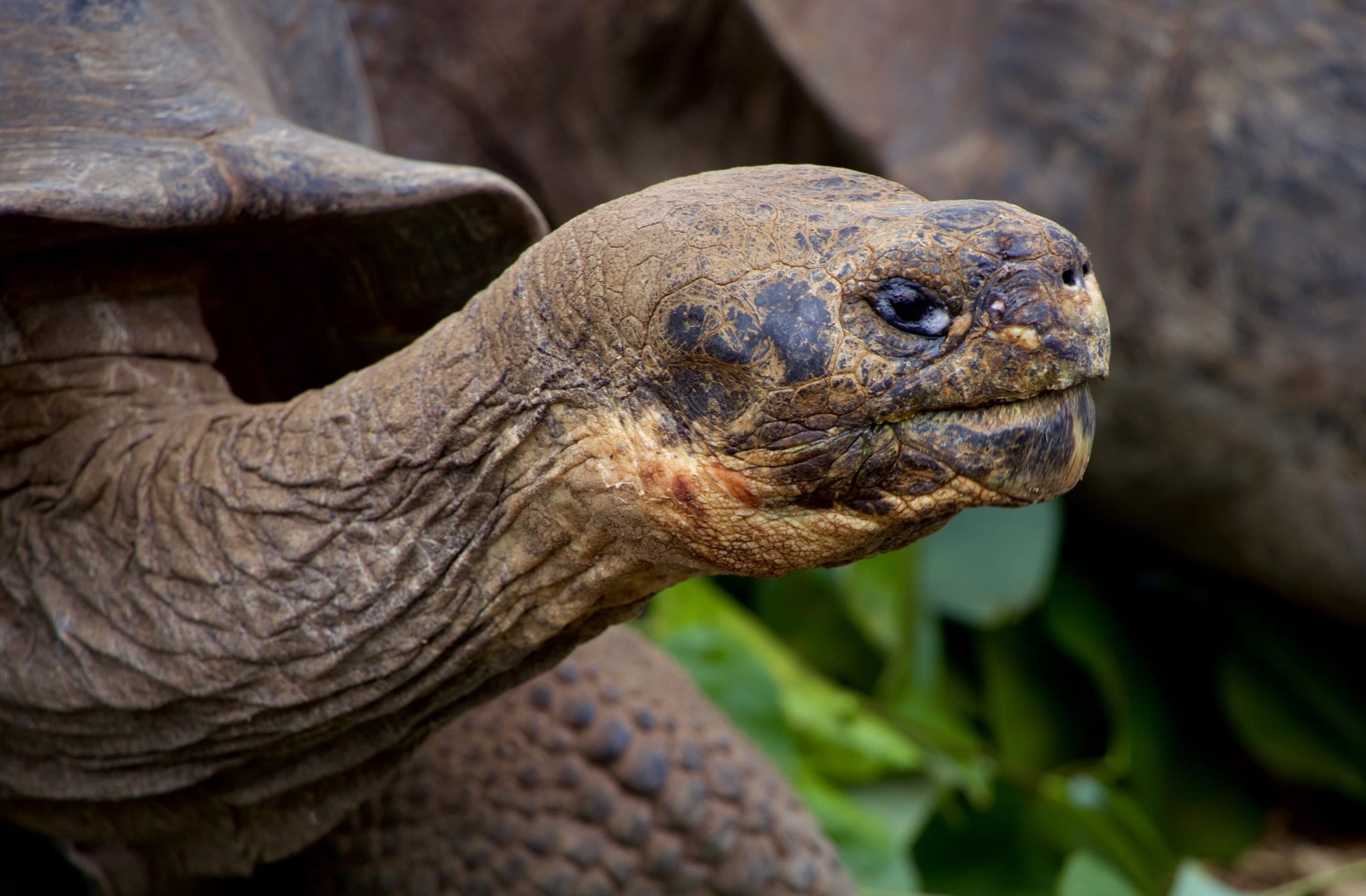 10 Fun Facts about Galapagos Tortoises