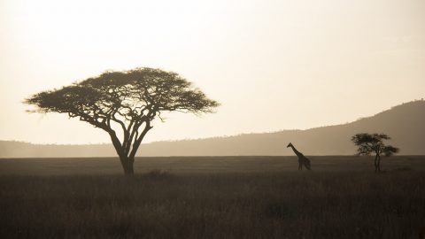 interesting facts about the serengeti