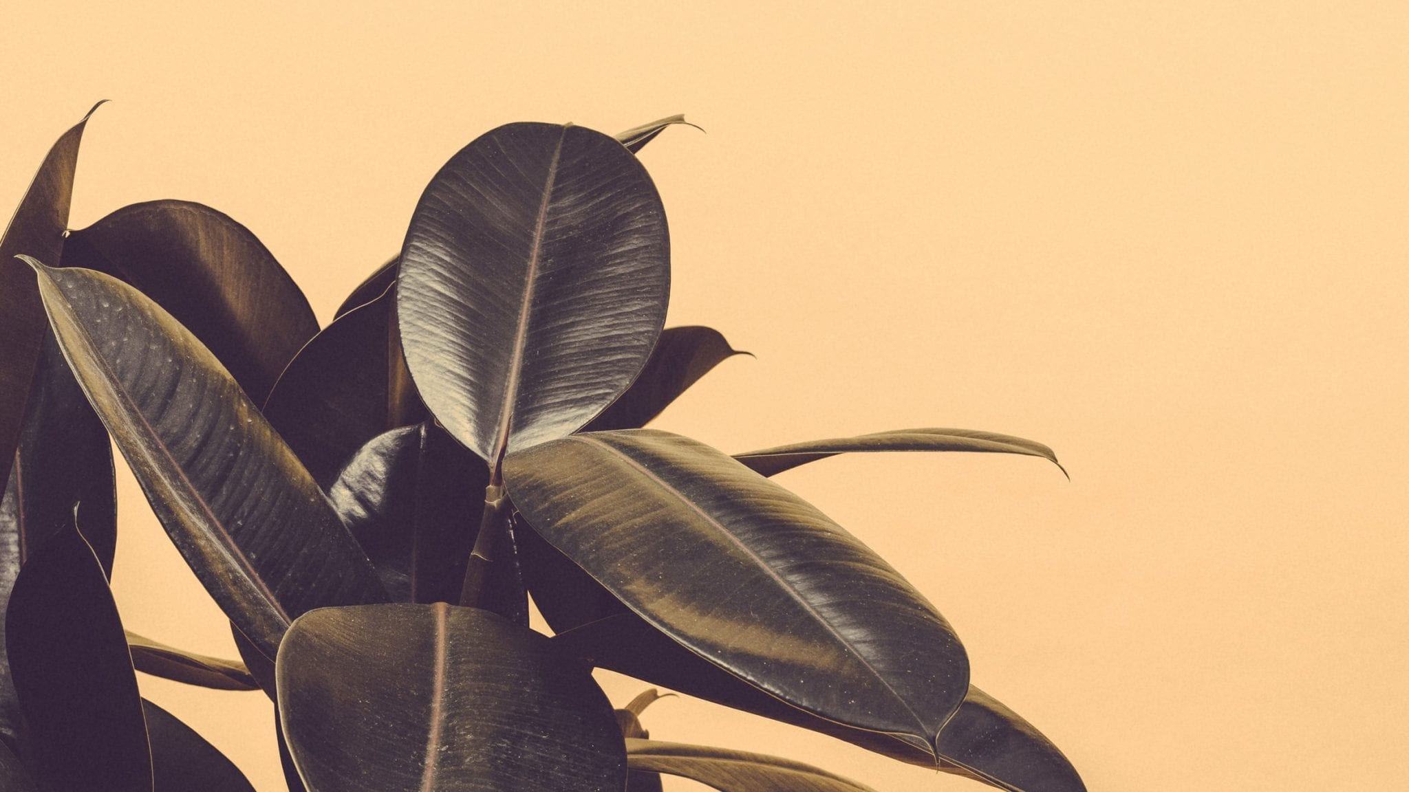 Rubber Tree Colour 14 Remarkable Facts About Rubber Trees | Fact City