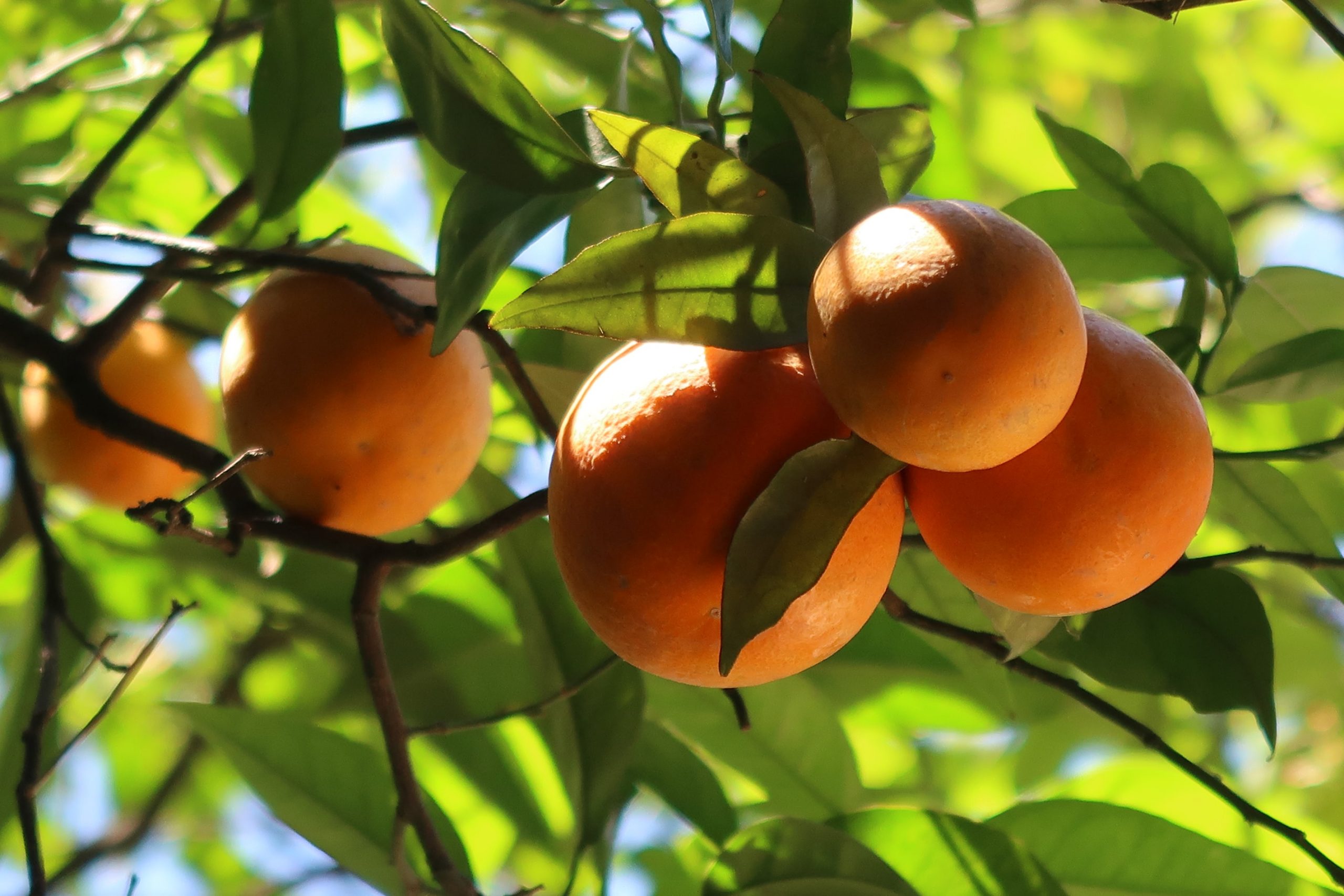 12 Juicy Facts About Oranges Nutrition