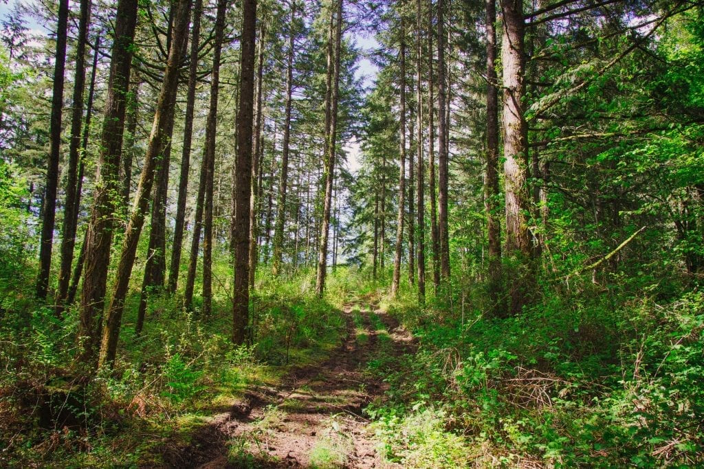 WHAT ARE SOME INTERESTING FACTS ABOUT THE OREGON TRAIL visual data 7