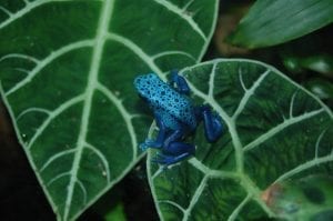 a green spotted Poison Dart Frog blending in with the leaf its on