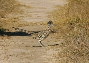 The Californian Roadrunner