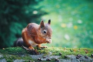 a red squirrel sat on a log, eating.