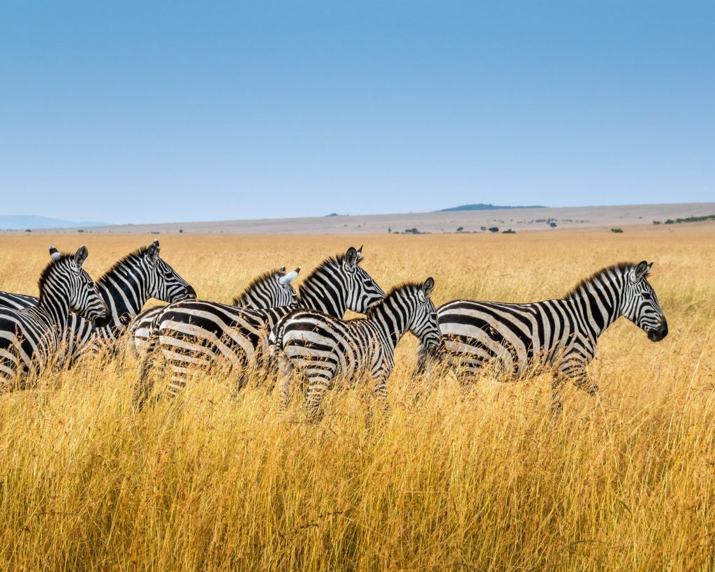 zebras running