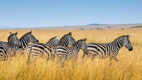 zebras running