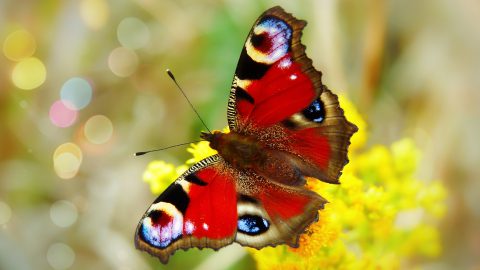 facts about butterflies