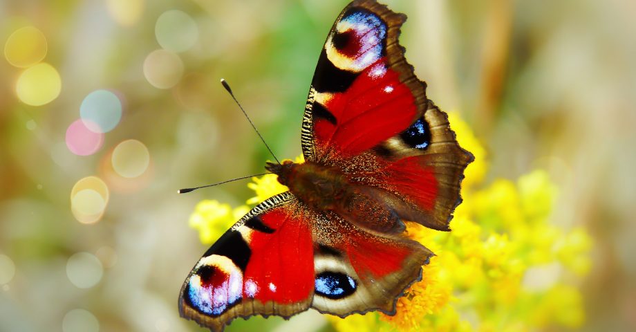 facts about butterflies