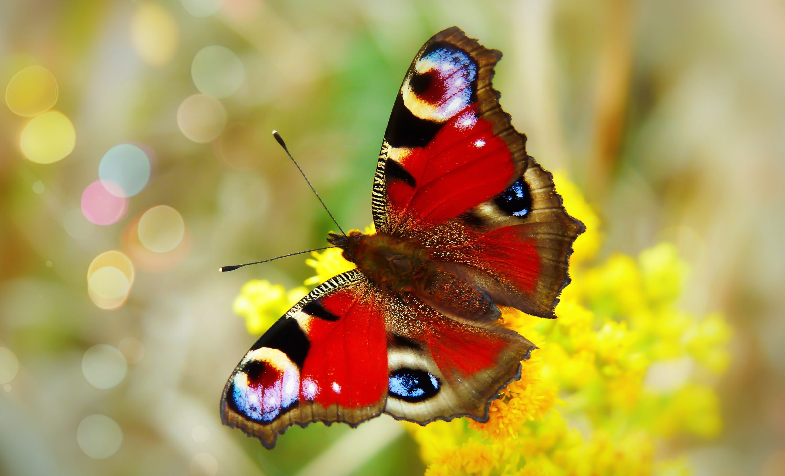 15 Beautiful Facts About Butterflies