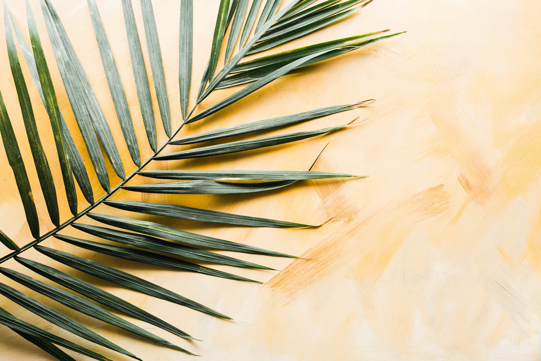 12 Pleasing Facts about Palm Sunday