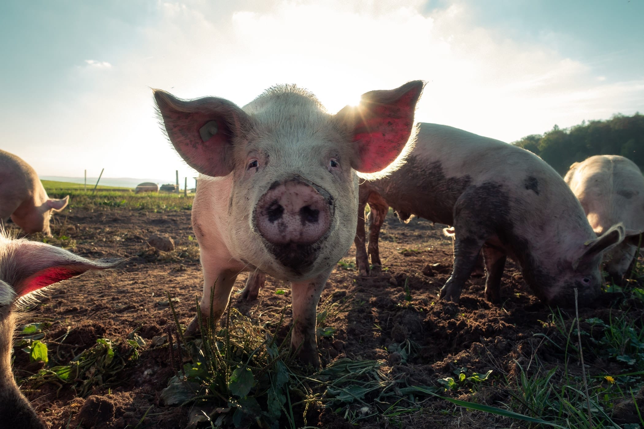 30 Fun Facts About Pigs
