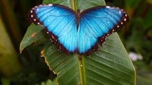 Rhetenor Blue Morpho Butterfly