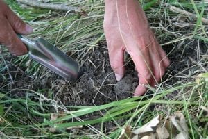 facts about truffles