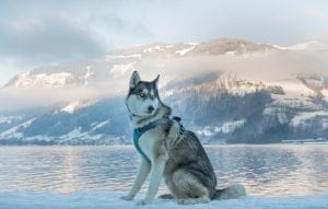 a lone Siberian Husky, sat on the ice