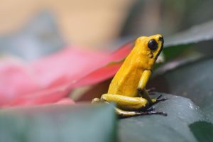 Golden Poison Dart Frog