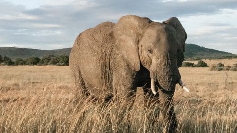 fun facts about african elephants