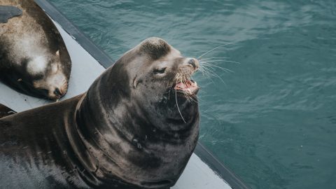 fun facts about sea lions