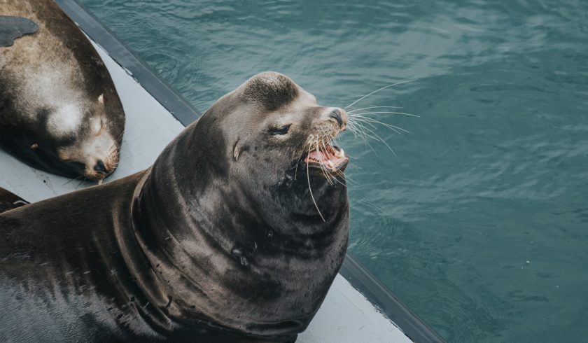 15 Fun-Loving Facts About Sea Lions - Facts