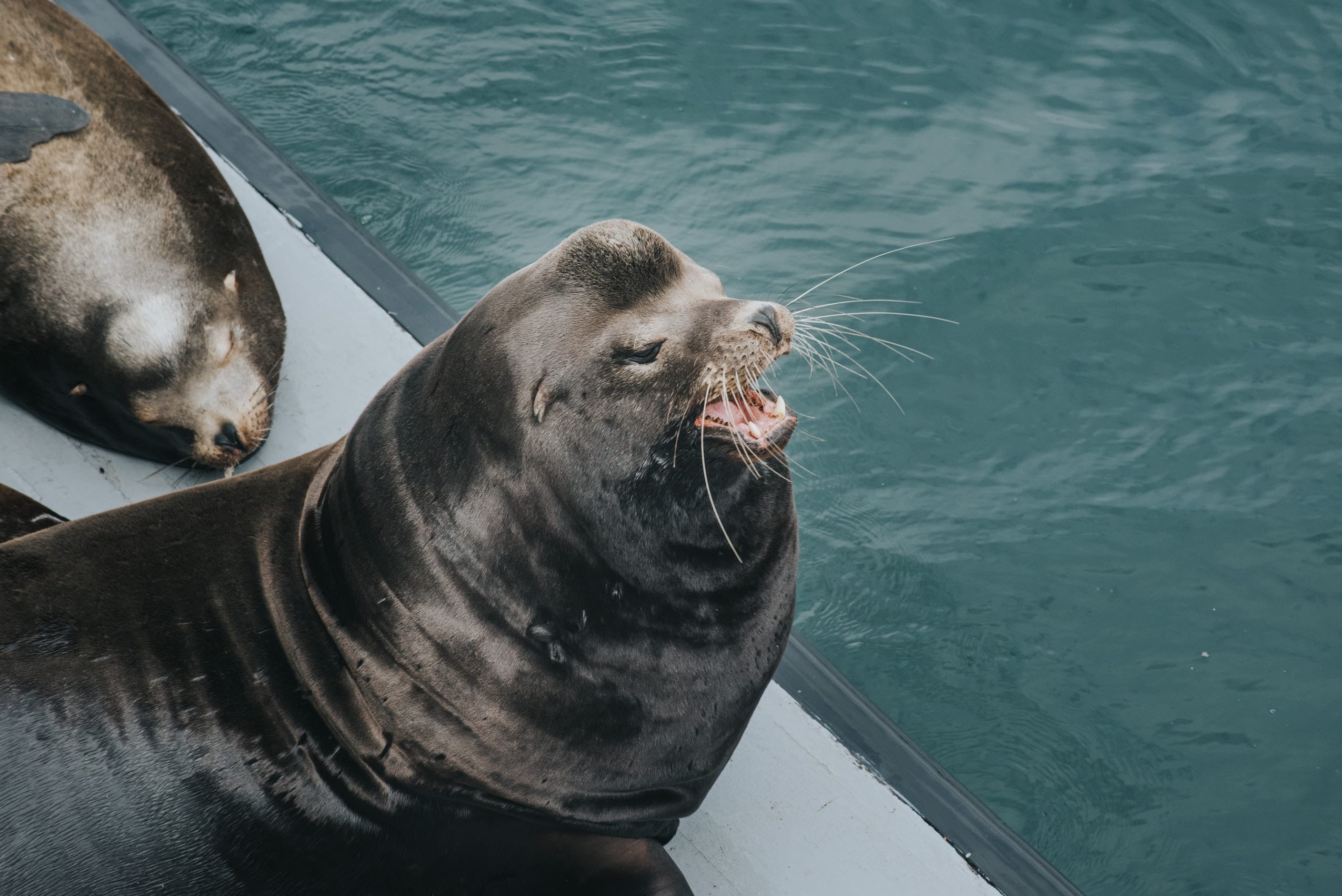 13 Fun-Loving Facts about Sea Lions
