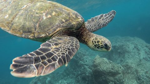 fun facts about sea turtles