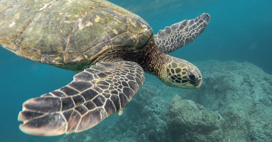 fun facts about sea turtles