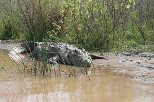 A Nile crocodile