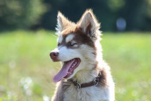 a husky puppy