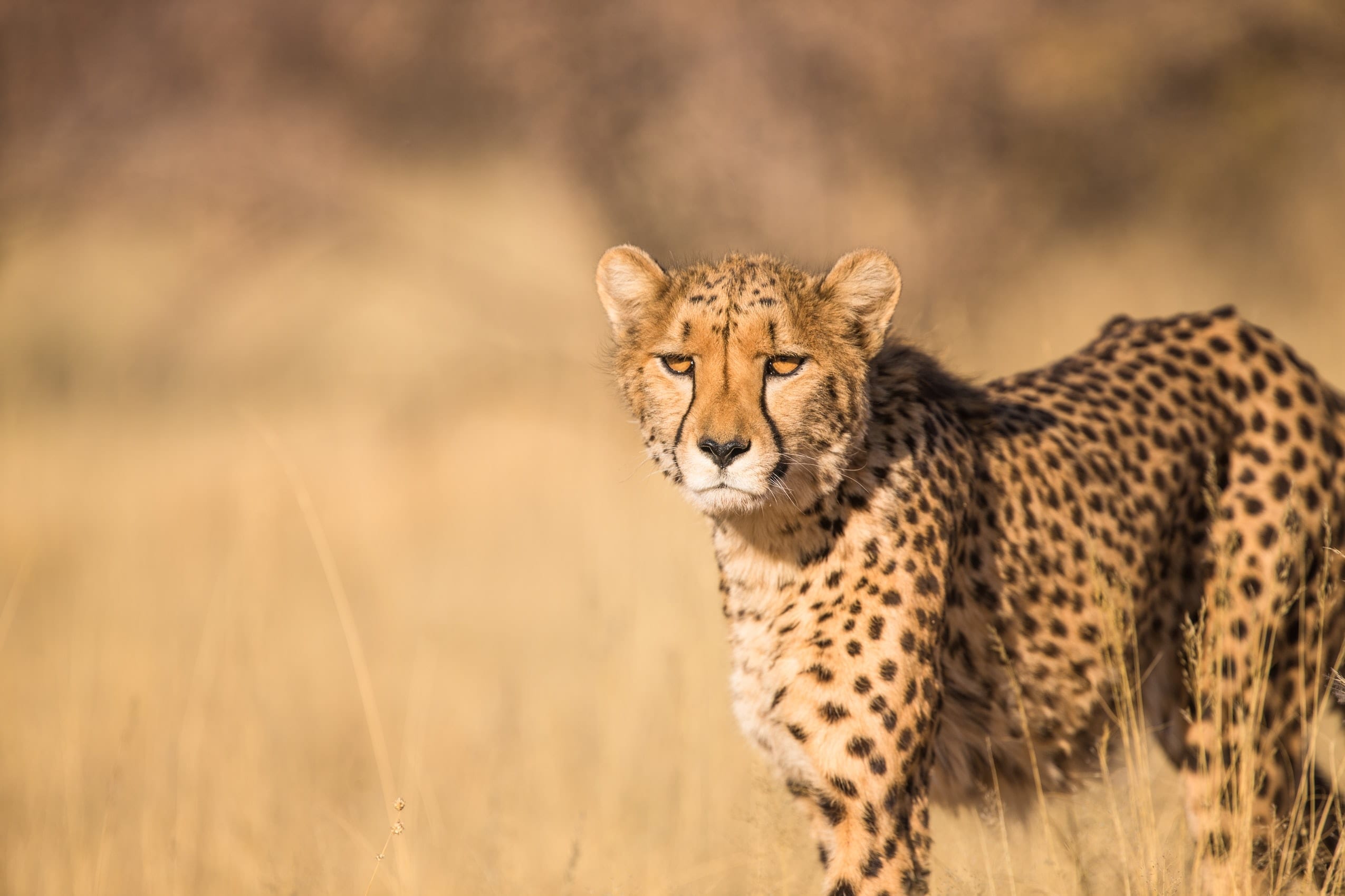 10 Astounding Facts about African Animals