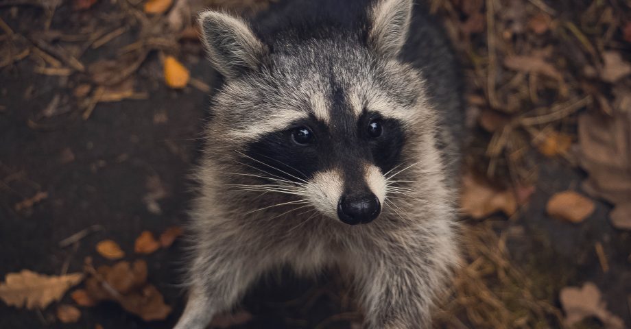 interesting facts about Raccoons