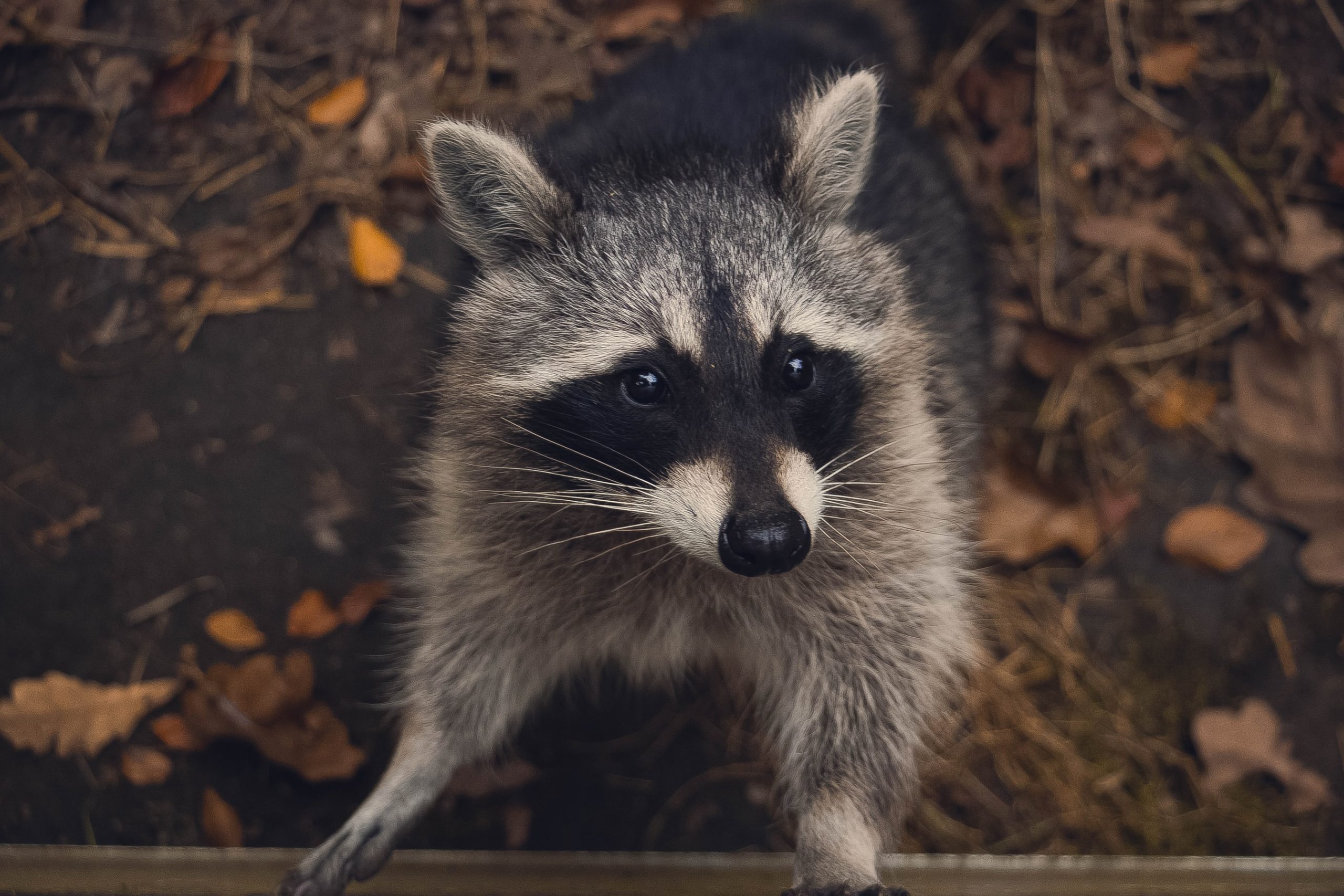 12 Remarkable Facts About Raccoons