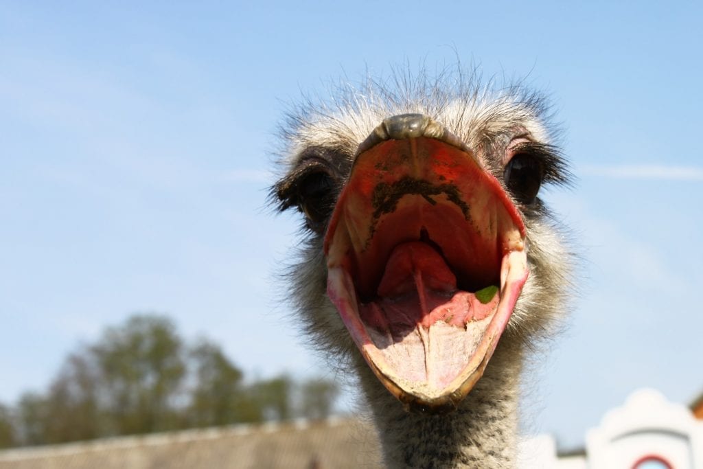 fun facts about ostriches