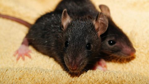 interesting facts about rats