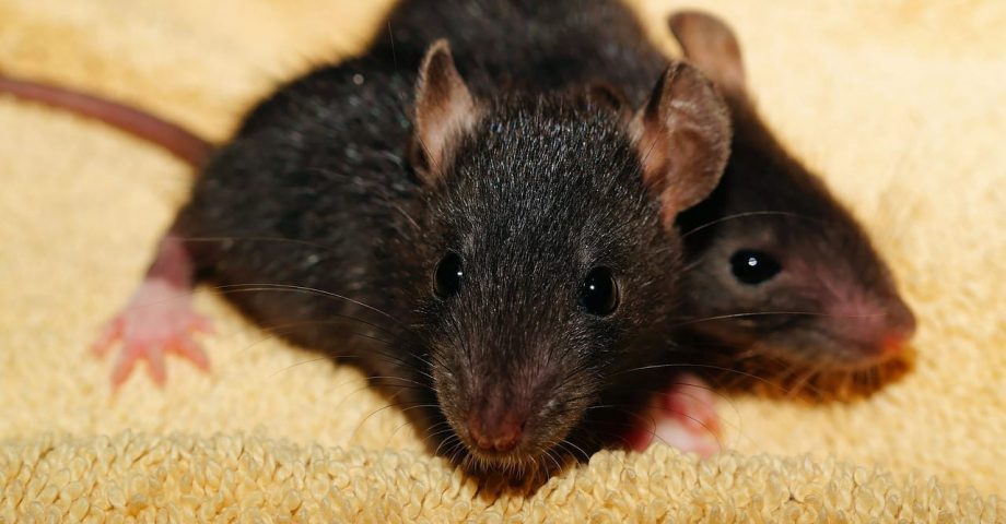 interesting facts about rats