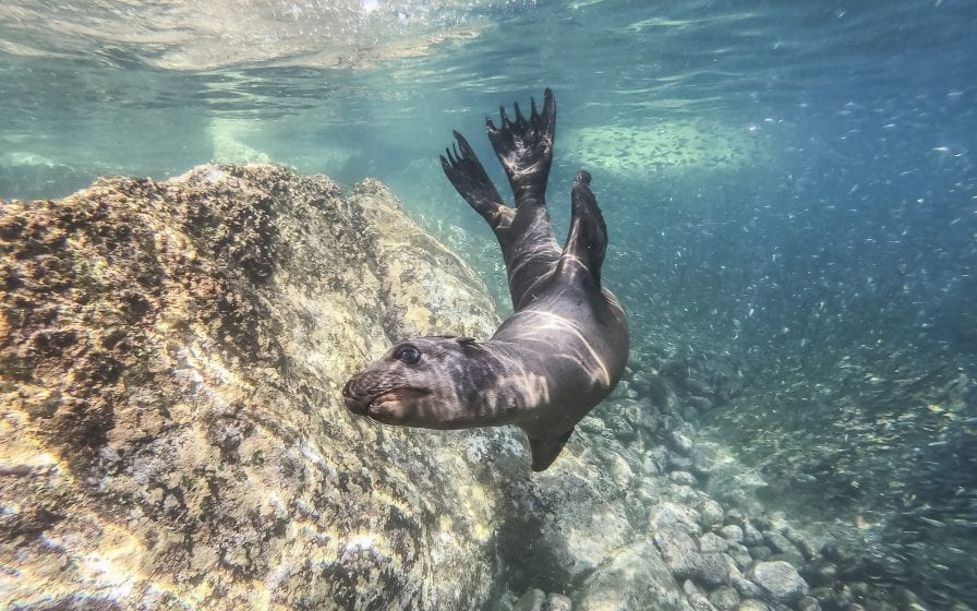 10 fun facts about australian sea lions