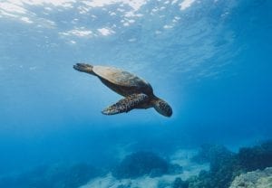 sea turtle swimming in the ocean