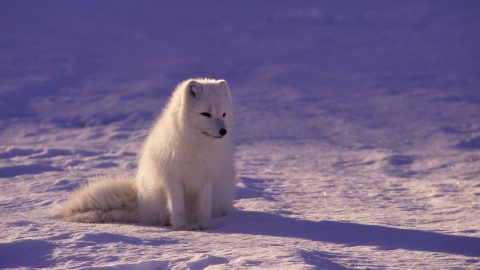 interesting facts about the Arctic Fox