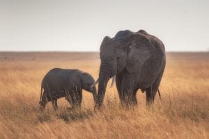 Elephant mother and calf, Serengeti 