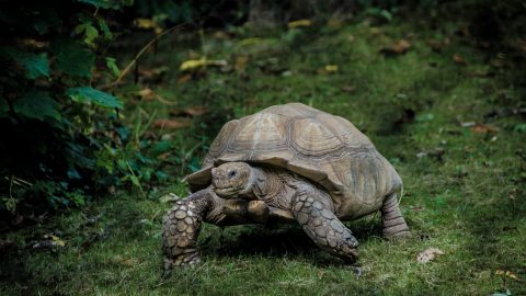 interesting facts about tortoises