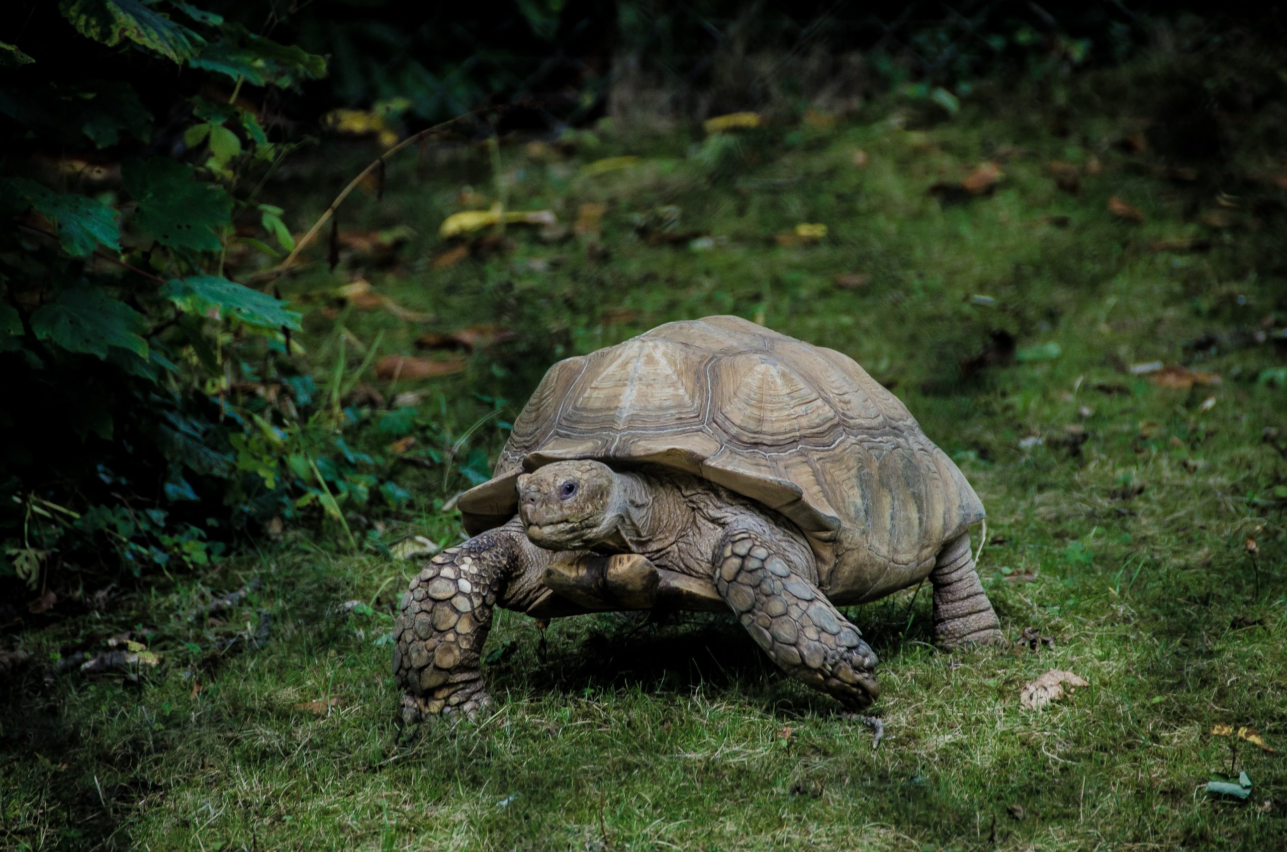15 Slow And Steady Facts About Tortoises