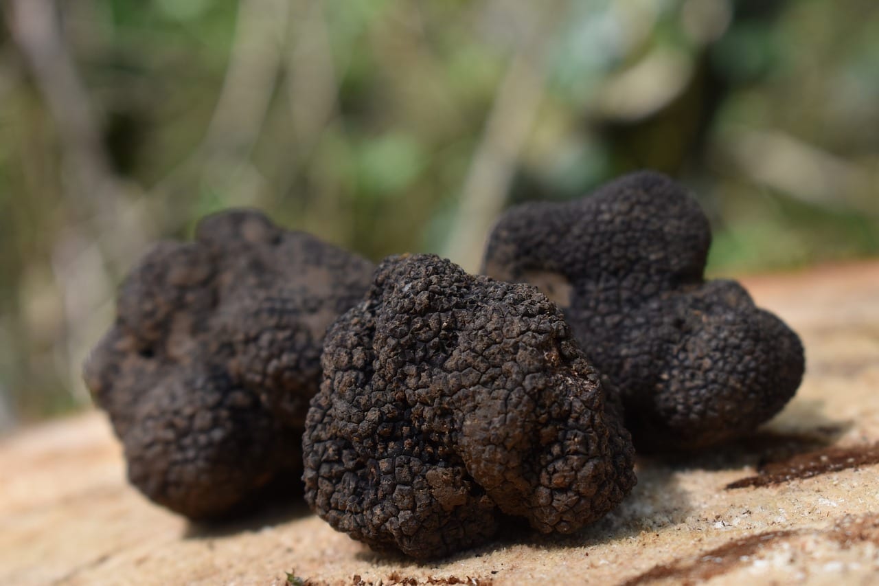 10 Tempting Facts about Truffles Facts