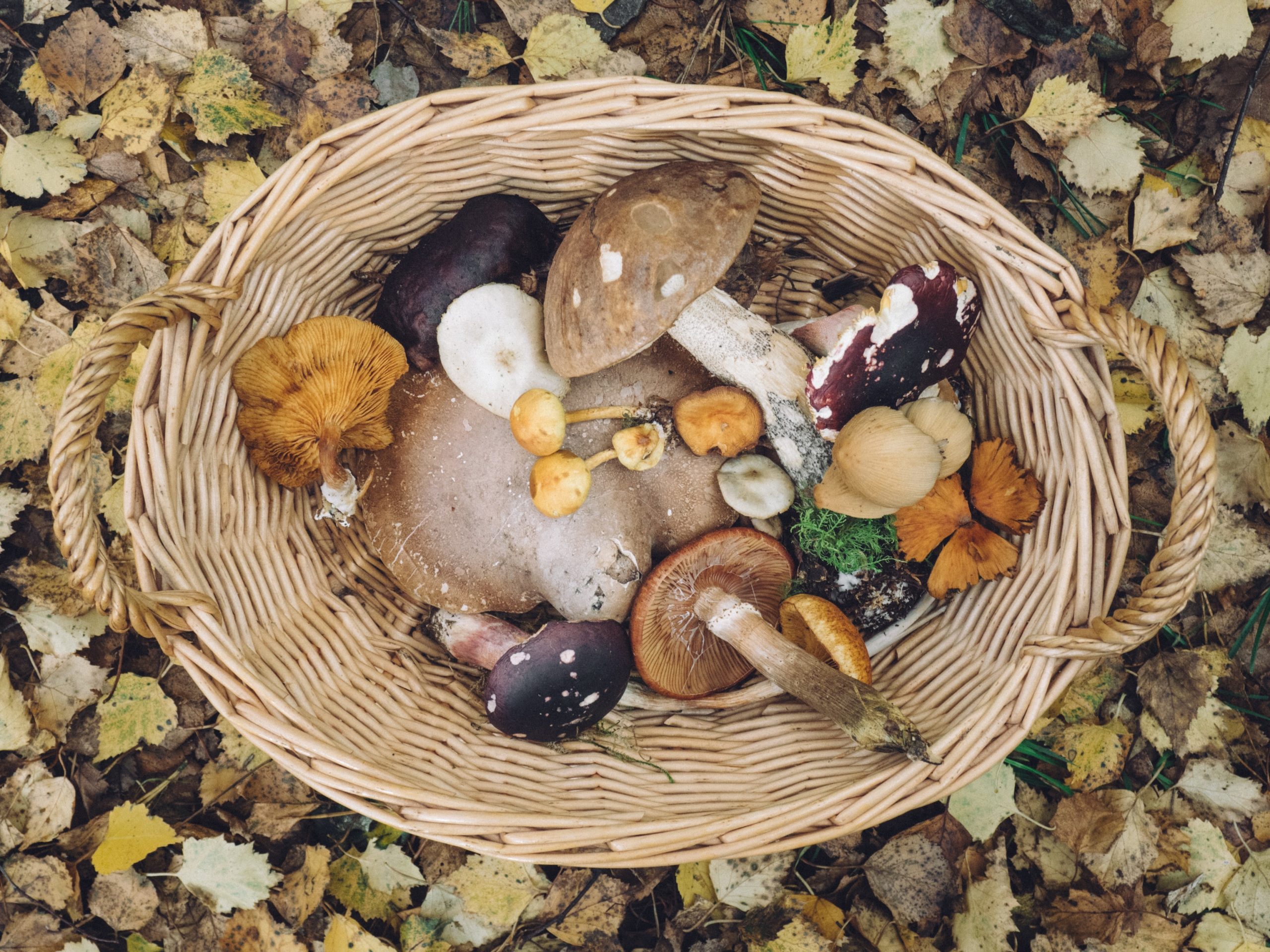 10 Magical Facts About Mushroom Nutrition