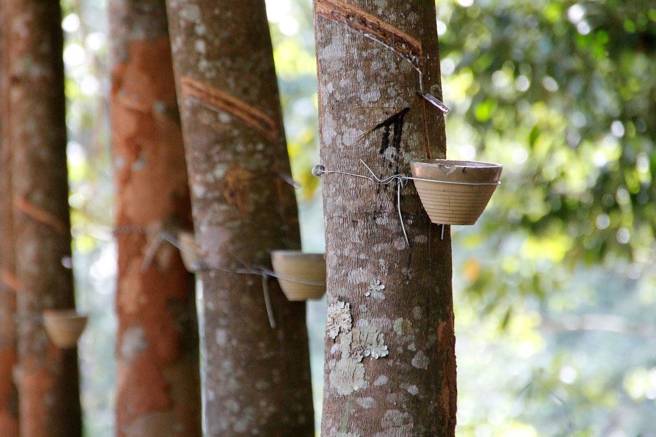 14 Remarkable Facts About Rubber Trees | Fact City